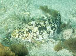 Image of Notchheaded marblefish