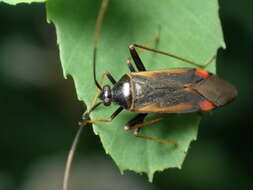 Adelphocoris seticornis (Fabricius 1775)的圖片