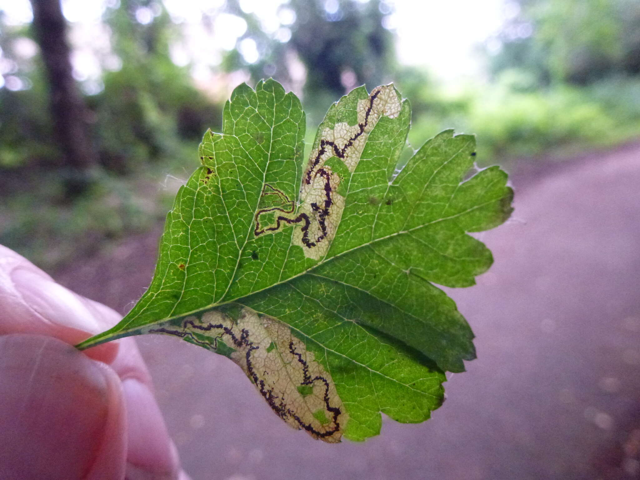 صورة Stigmella regiella (Herrich-Schäffer 1855) Vári 1944