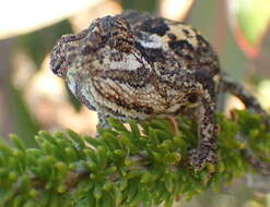 Image of Swartberg Dwarf Chameleon
