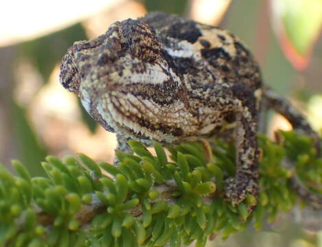 Image of Swartberg Dwarf Chameleon