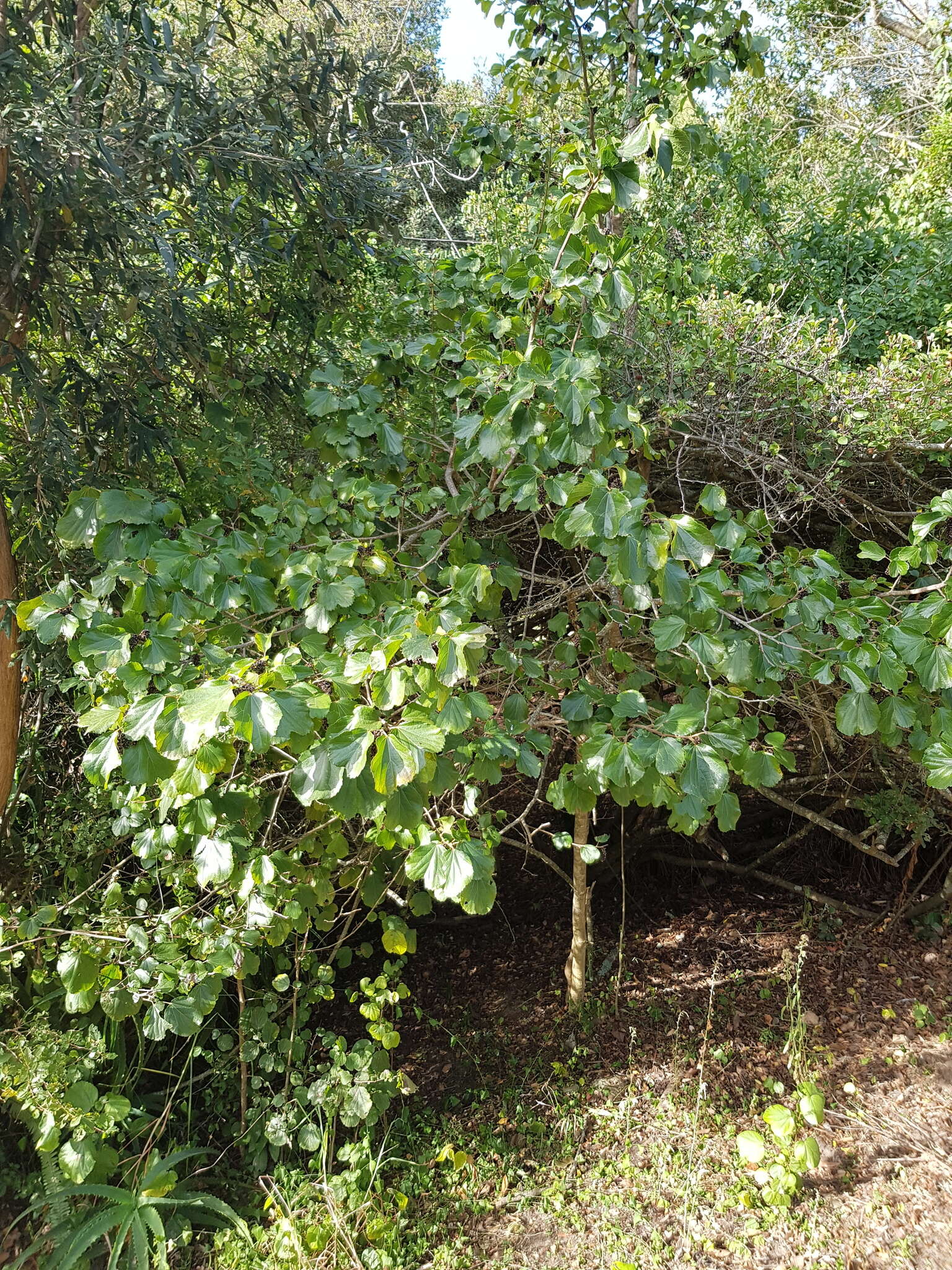 Image of Mulberry leaf