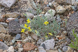 Image of pygmy bladderpod