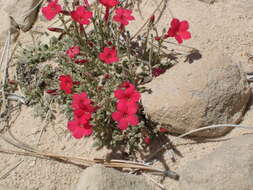 Image of Rabbit Valley gilia