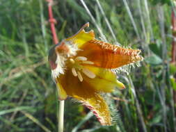 Calochortus purpureus (Kunth) Baker resmi