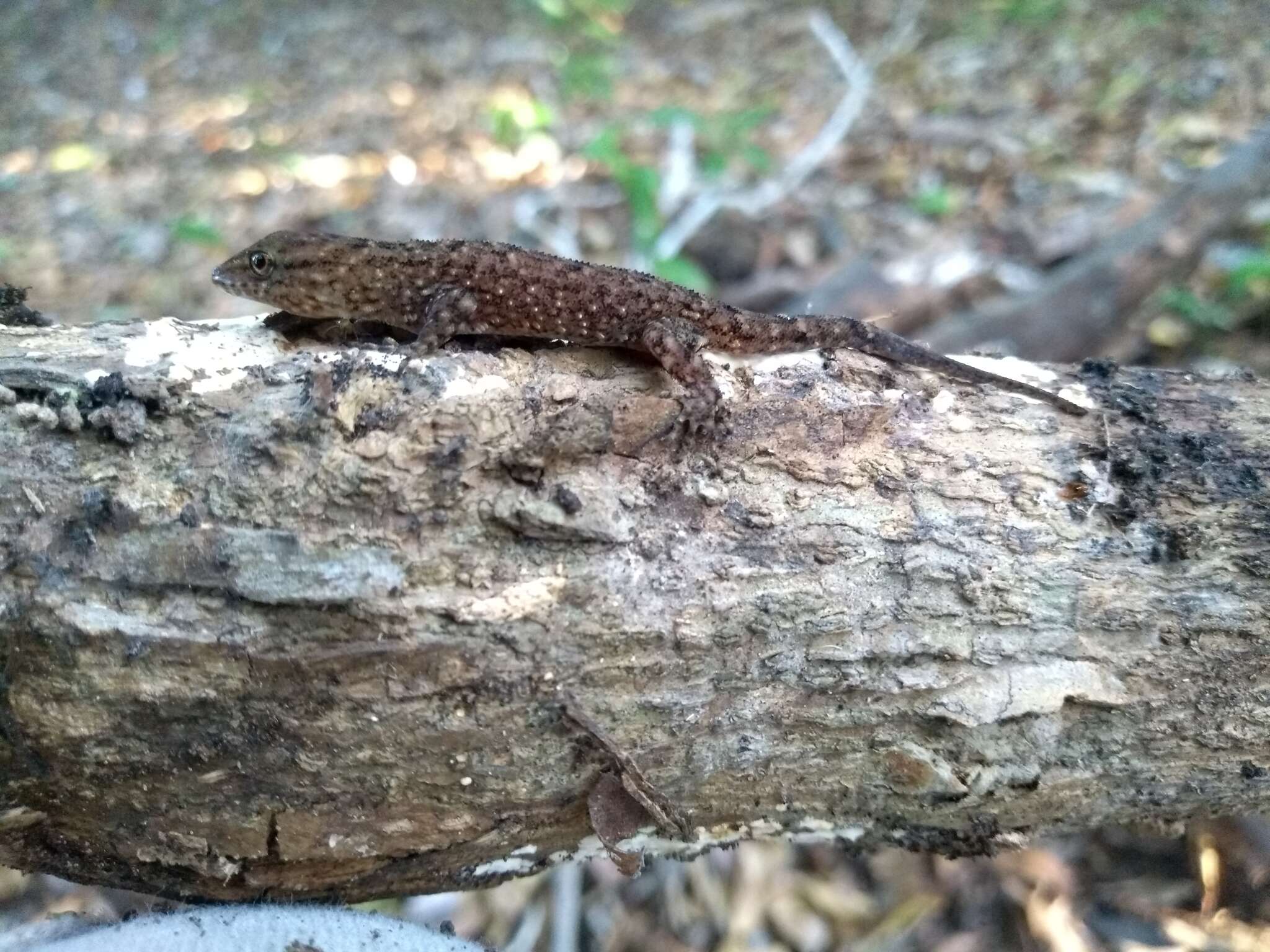 Gymnodactylus darwinii (Gray 1845) resmi