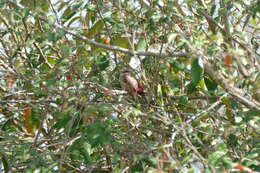 Image of Crimson-rumped Waxbill