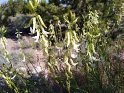 Image of rushy milkvetch