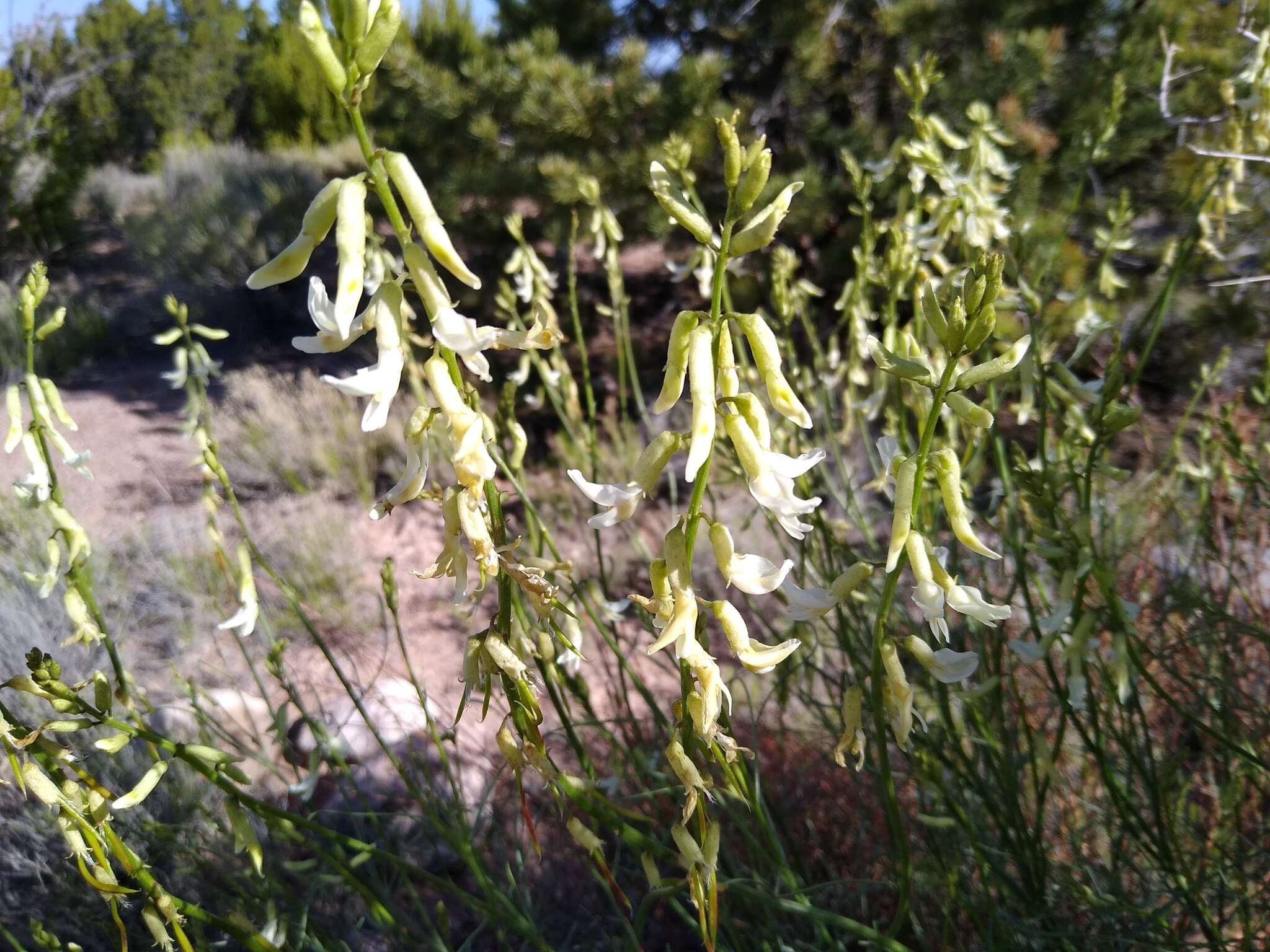 Sivun Astragalus lonchocarpus Torr. kuva