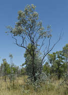 Image of Eucalyptus melanophloia subsp. melanophloia