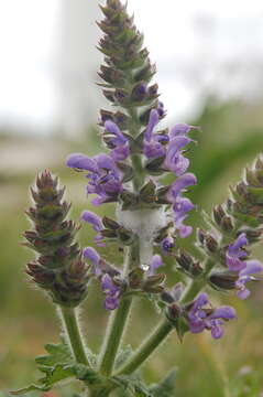 Image of verbena sage