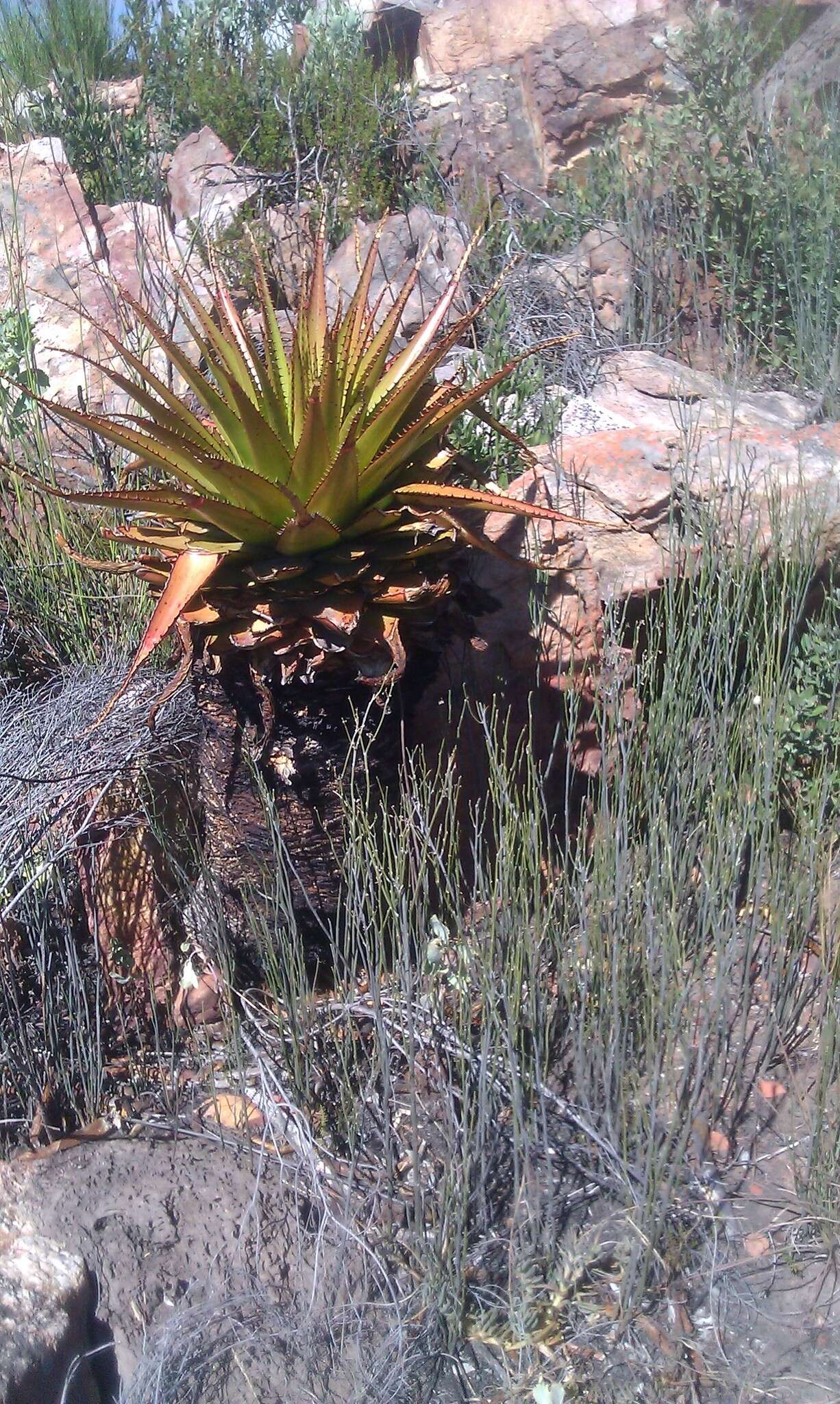 Image of Aloe lineata var. muirii (Marloth) Reynolds