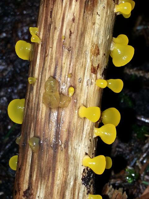 Image of Guepiniopsis alpina (Earle) Brasf. 1938