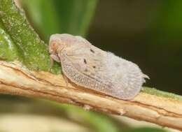 Image of Puerto rican planthopper