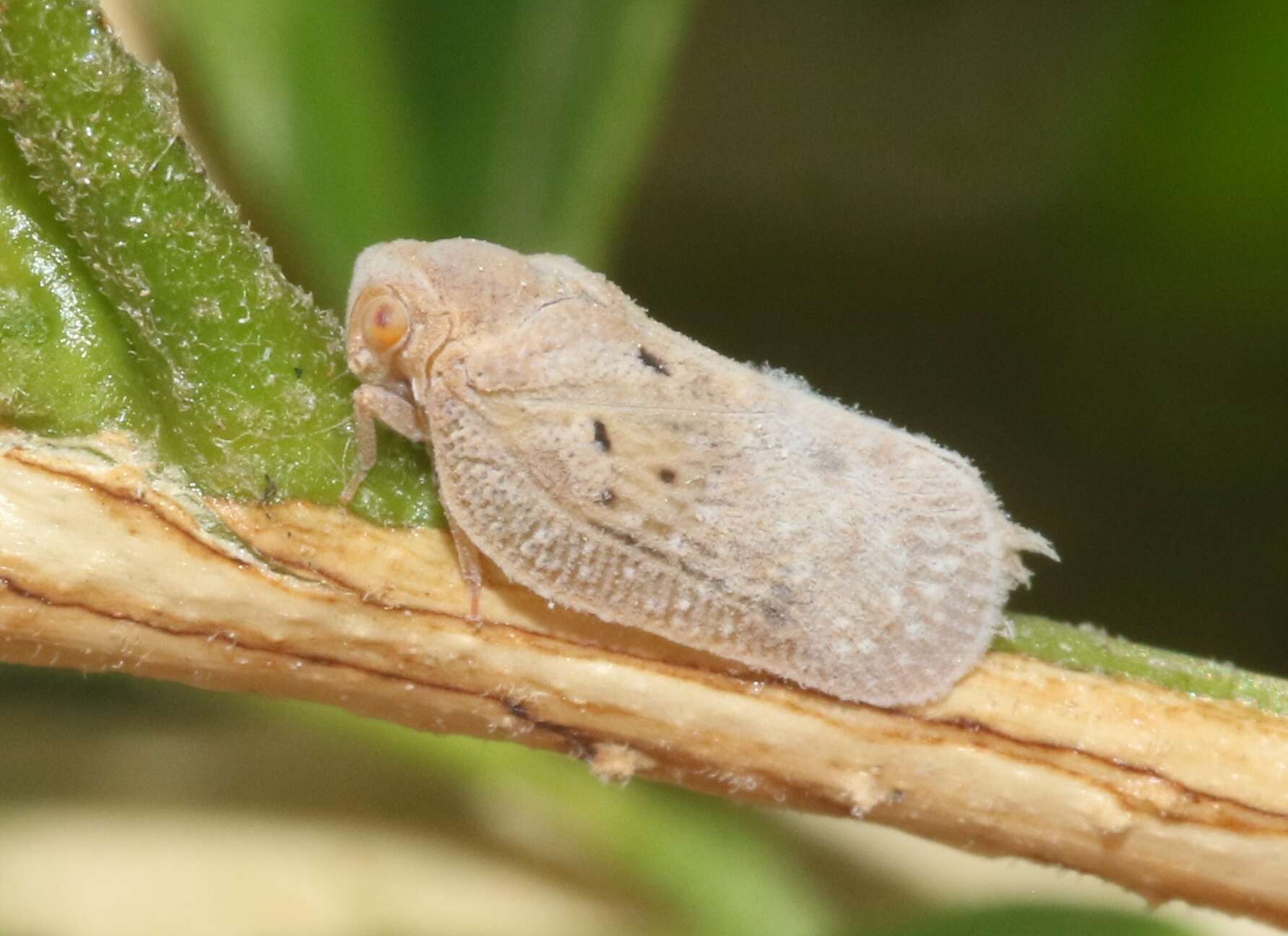 Image of Puerto rican planthopper