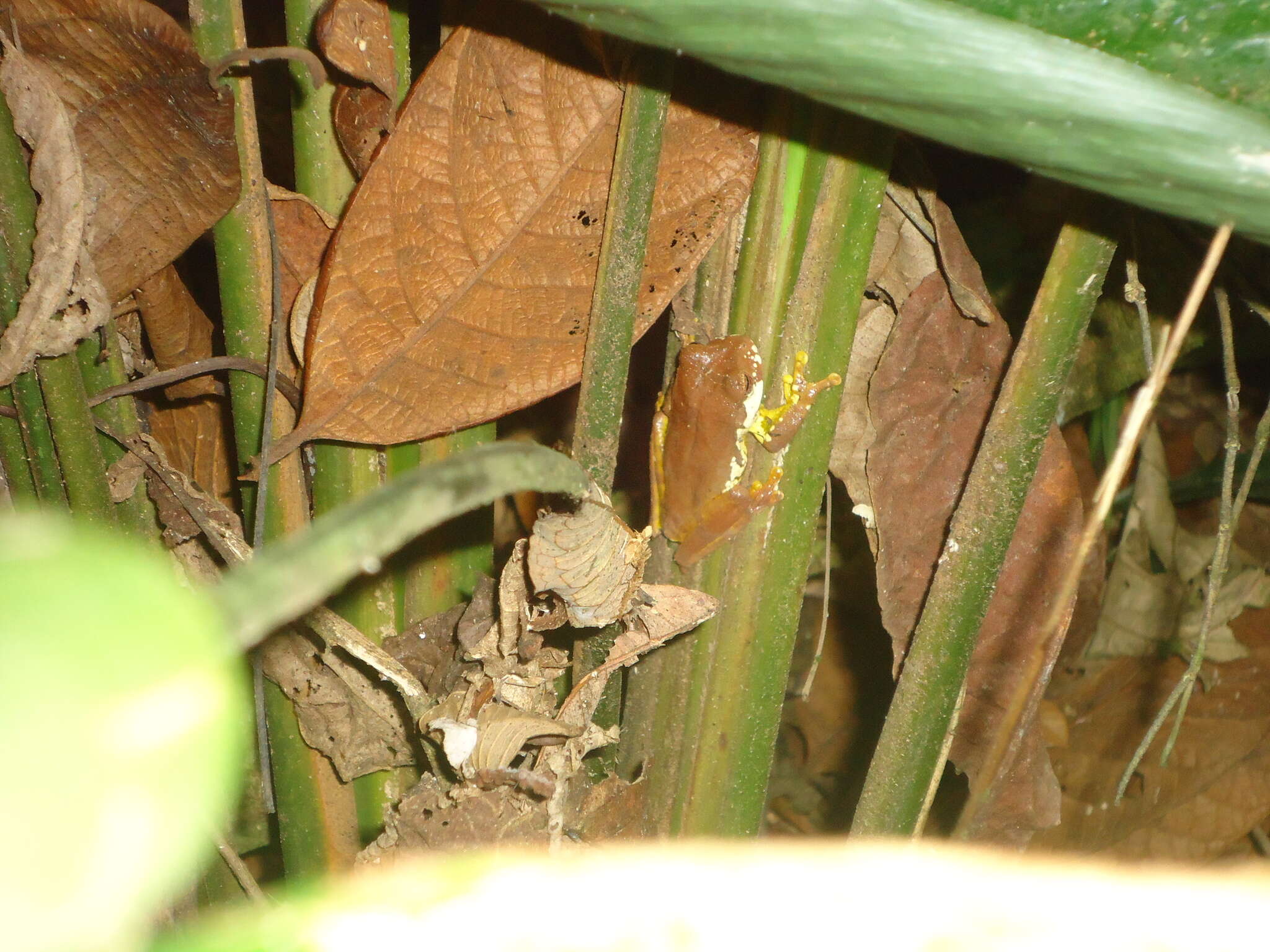 صورة Gastrotheca pulchra Caramaschi & Rodrigues 2007