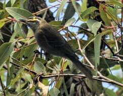 Image of Caligavis Honeyeaters