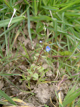 Image of Veronica acinifolia L.