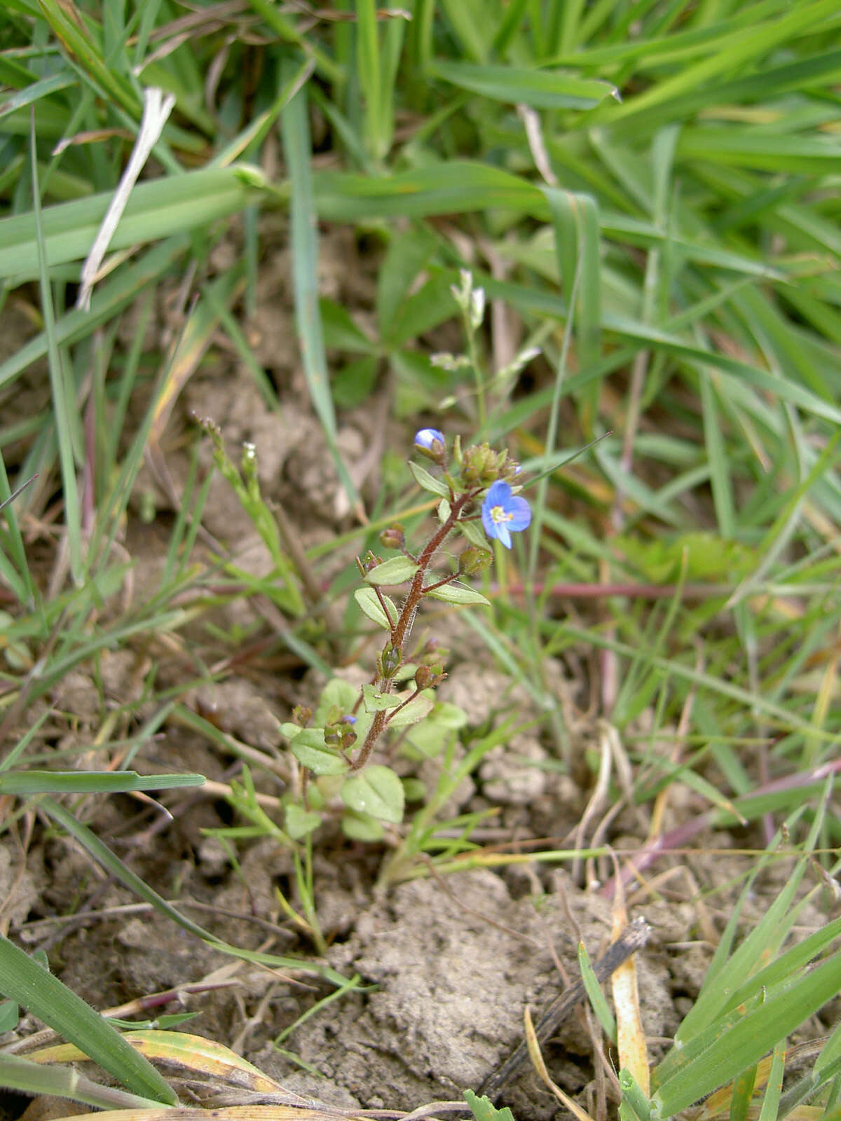 Image of Veronica acinifolia L.