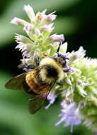 Image of Rusty patched bumble bee