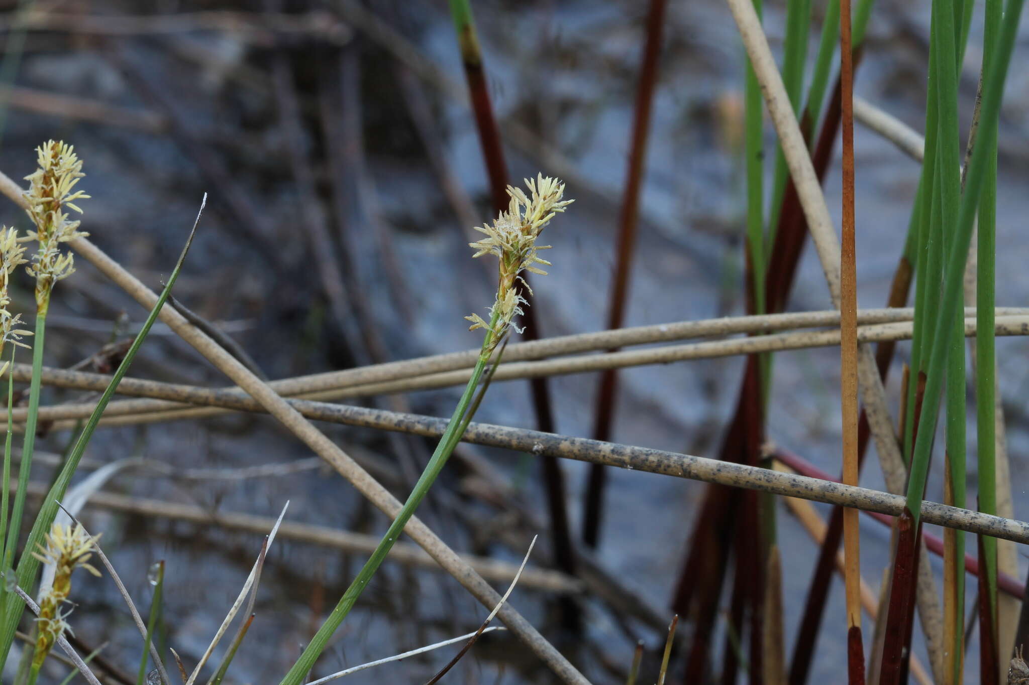 Plancia ëd Carex sterilis Willd.