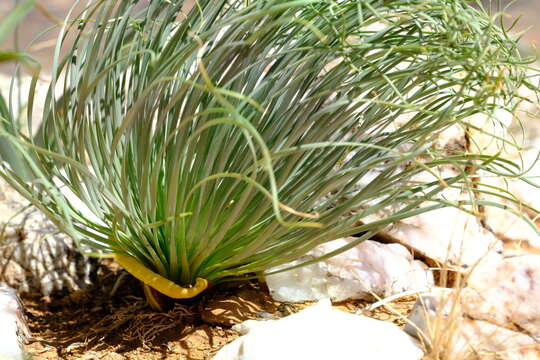 Image de Gethyllis grandiflora L. Bolus