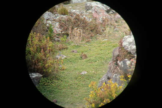 Image of Andean tapeti