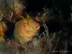 Image of Seaweed Blenny