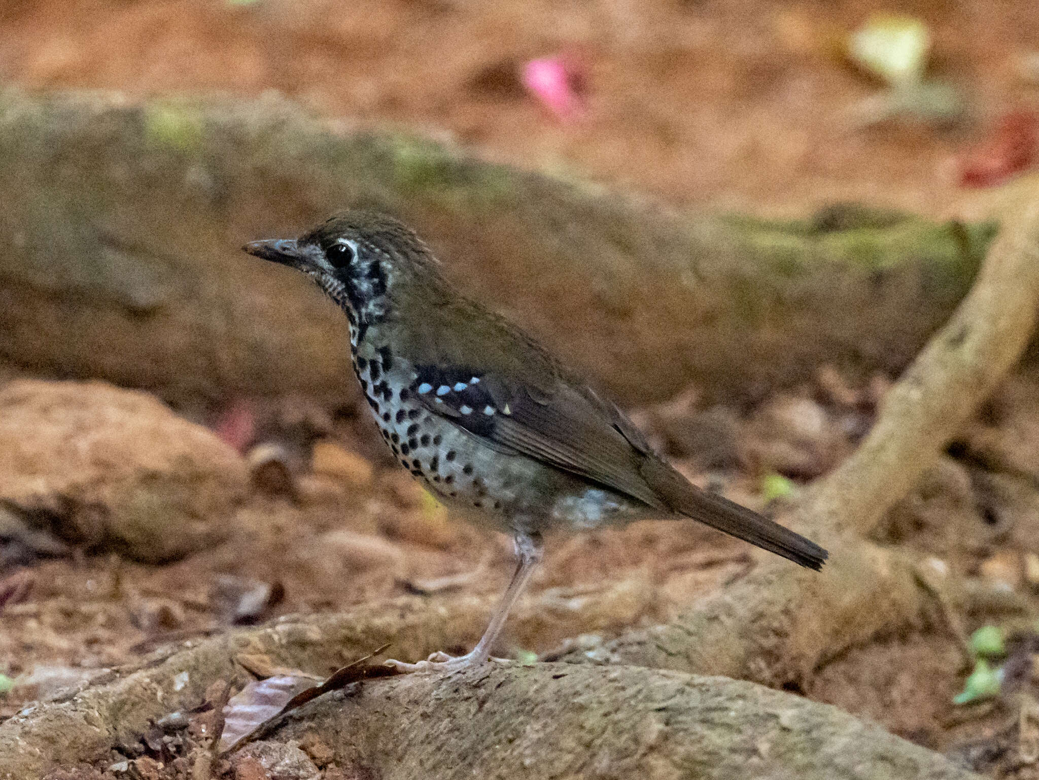 Geokichla spiloptera (Blyth 1847)的圖片