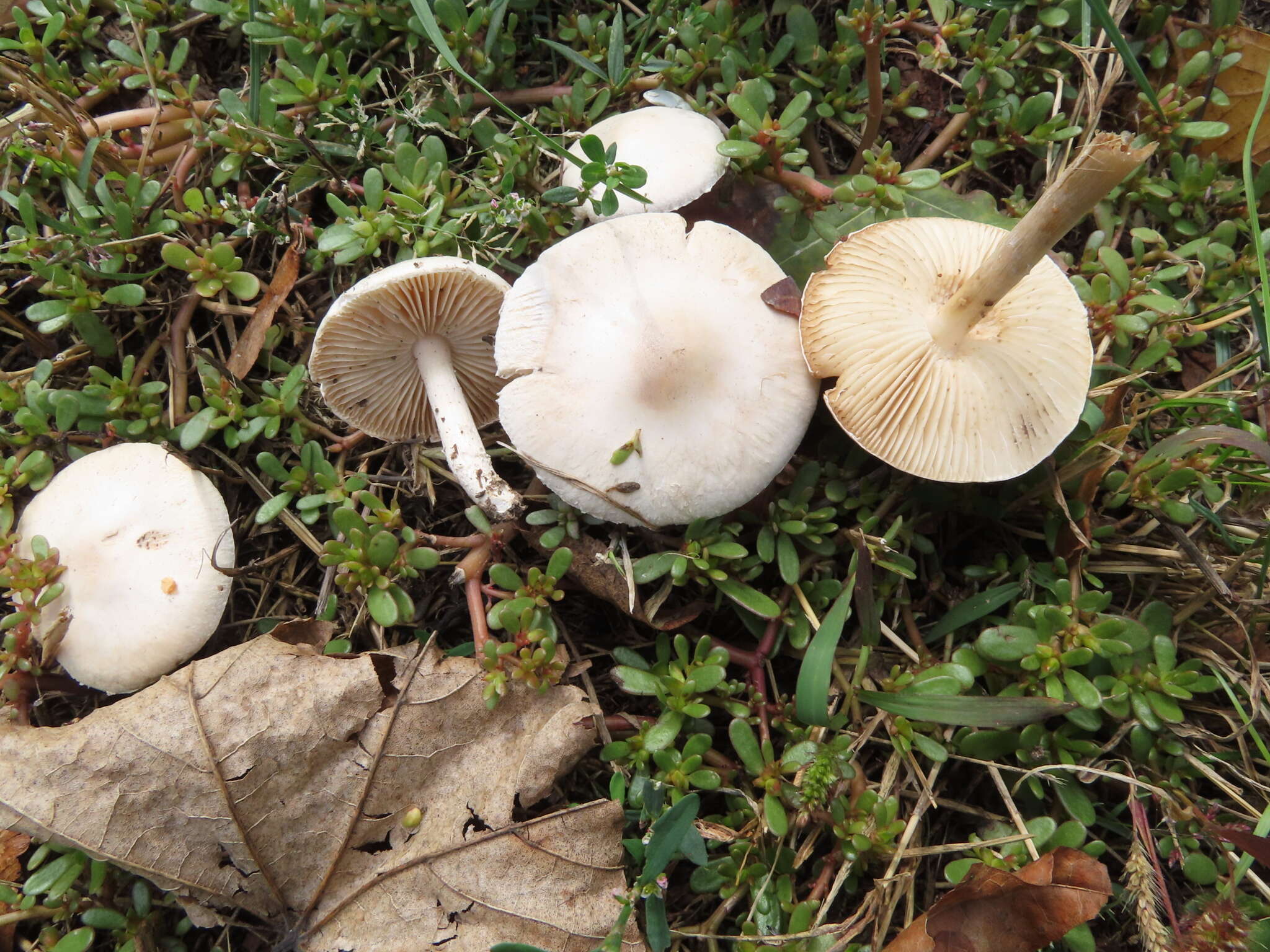 Image of Marasmius collinus (Scop.) Singer 1942