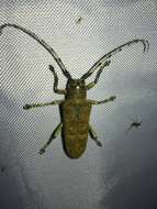 Image of Poplar Long-Horned Beetle