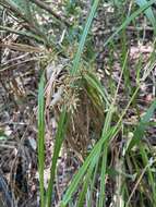 Image of Cyperus leptocladus Kunth