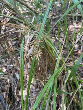 Imagem de Cyperus leptocladus Kunth