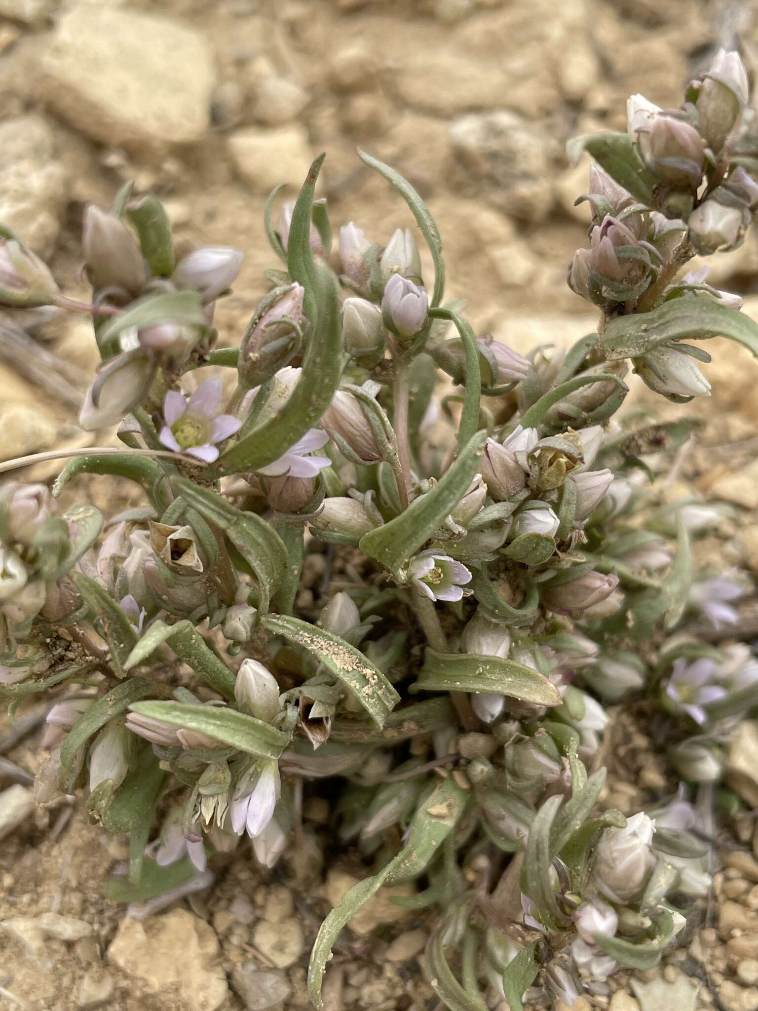 صورة Gentianella tortuosa (M. E. Jones) J. M. Gillett