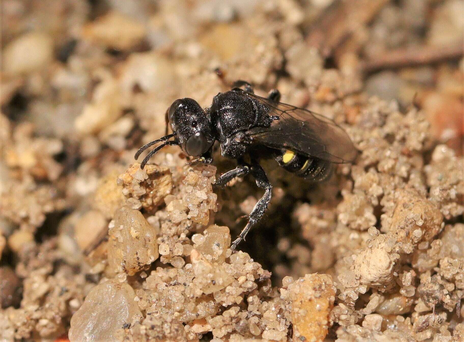 Oxybelus trispinosus (Fabricius 1787)的圖片