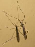 Image of Crane fly