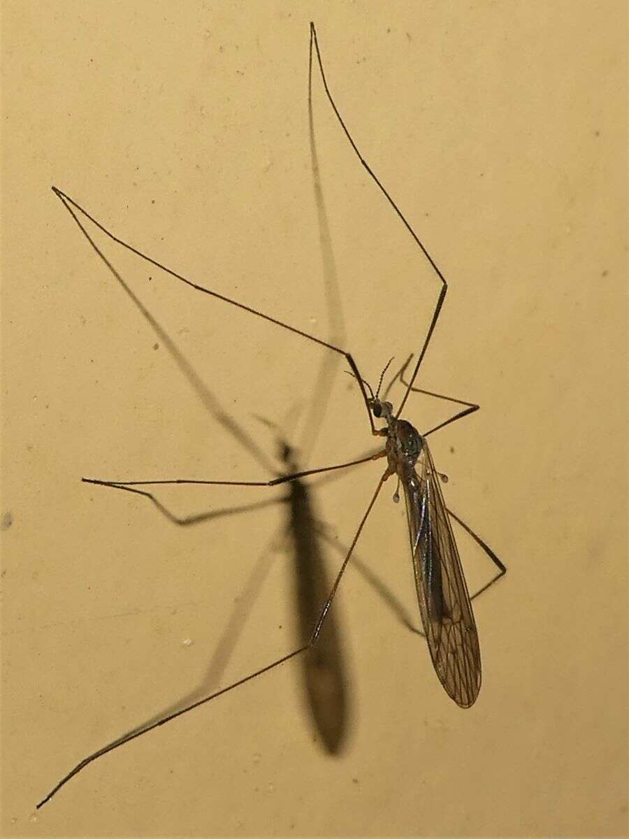 Image of Crane fly
