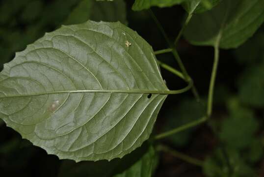 Image of enchanter's nightshade