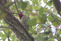 Image of Red-naped Sapsucker