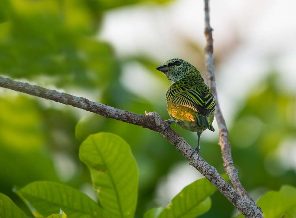 صورة Ixothraupis punctata (Linnaeus 1766)