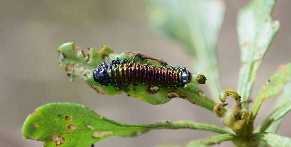 Image of Groundselbush Beetle