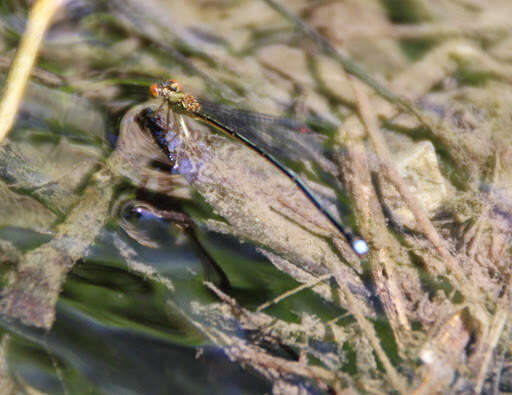 Image of Nesobasis rufostigma Donnelly 1990