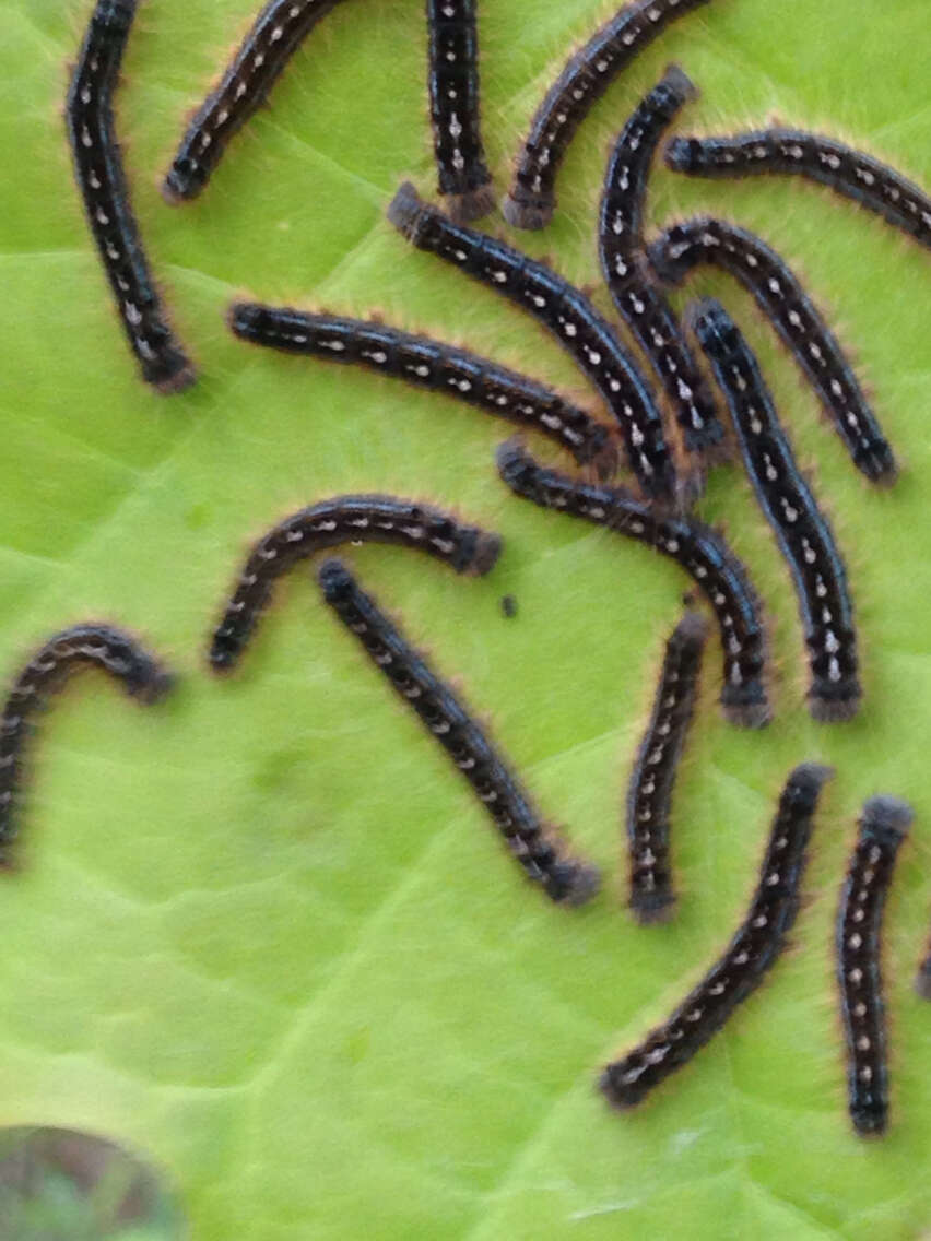 Image of Forest Tent Caterpillar Moth