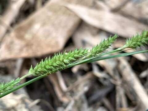 Image of Carex sociata Boott