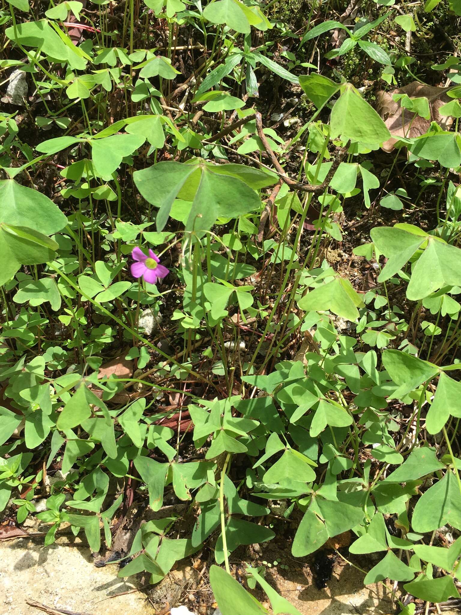 Image of broadleaf woodsorrel