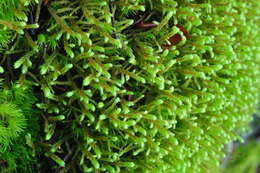 Image of big red stem moss