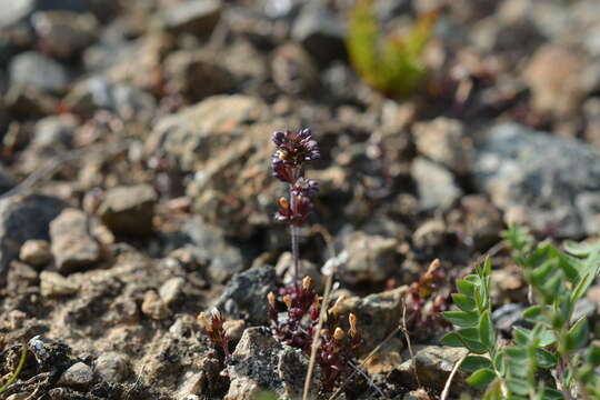 Image of Euphrasia wettsteinii G. L. Gusarova