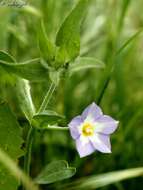 Image of Convolvulus pentapetaloides L.