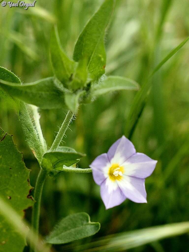 Image of Convolvulus pentapetaloides L.