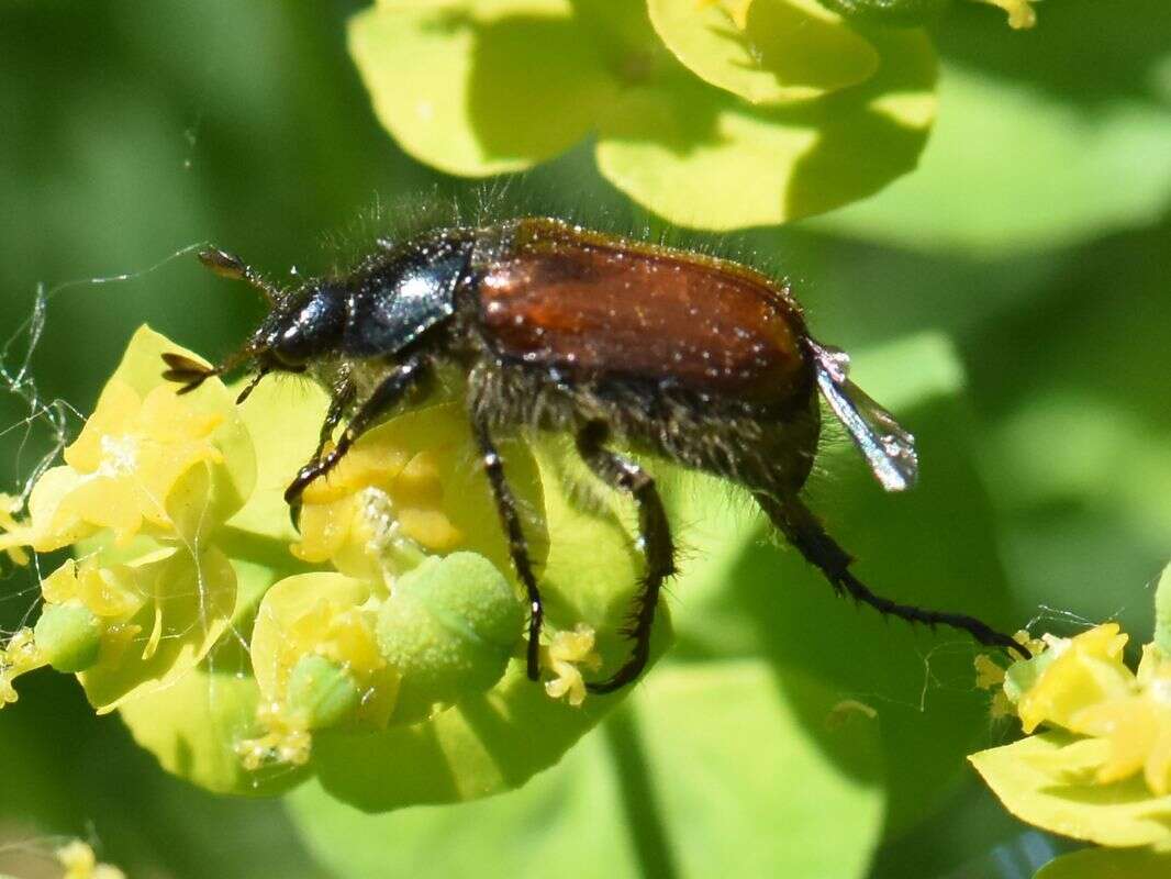 Image of Phyllopertha